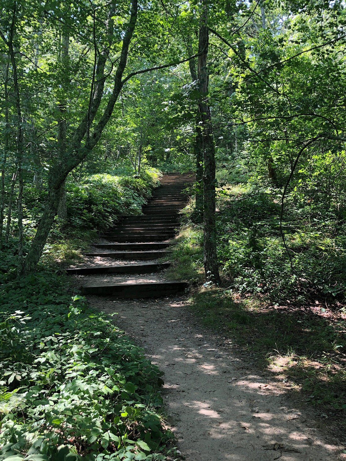 Trail through Nickerson State Park