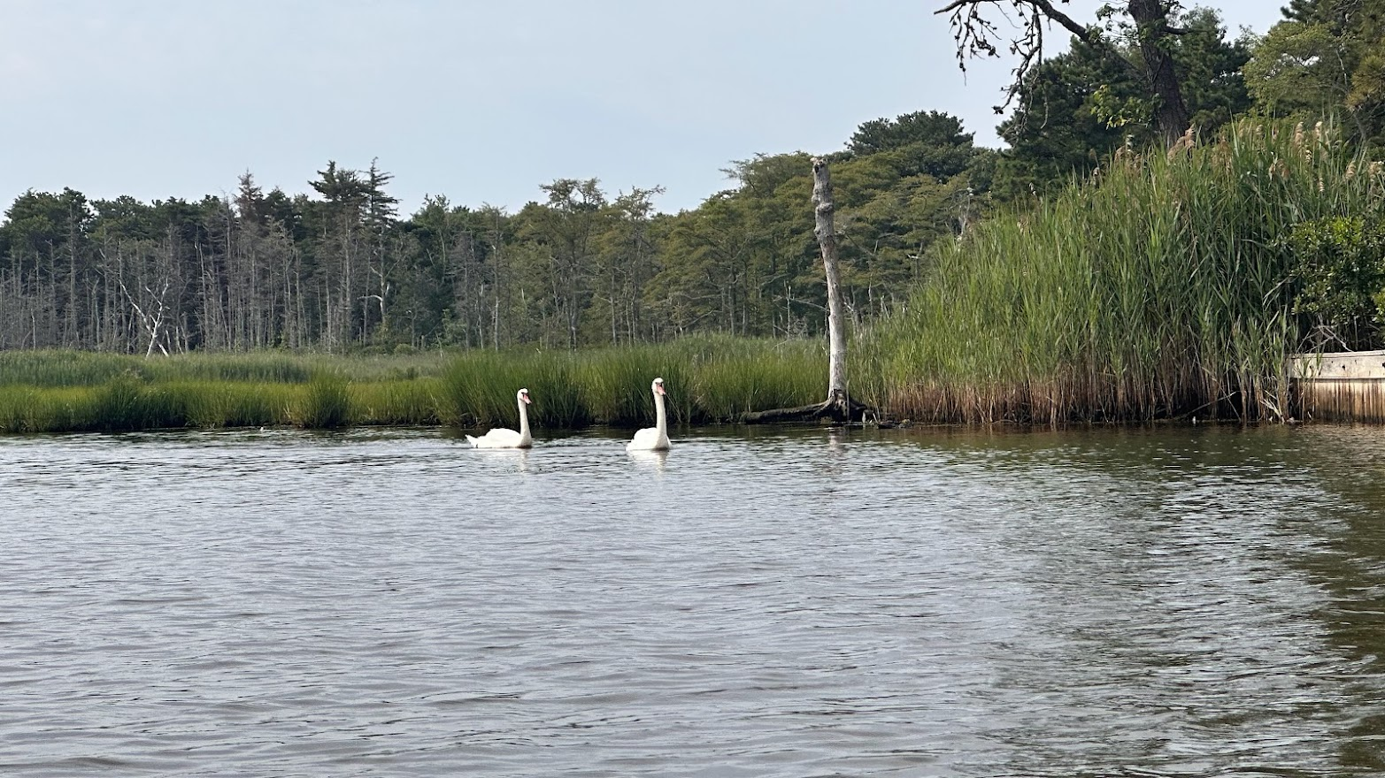 Pair of swans on a Swan Pond