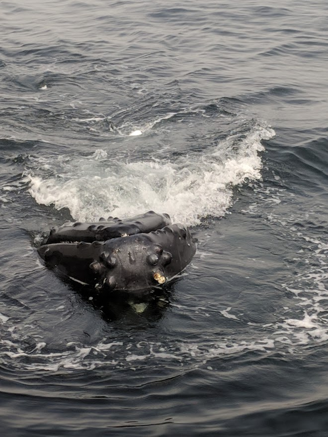 Mouth of a whale breaching the surface