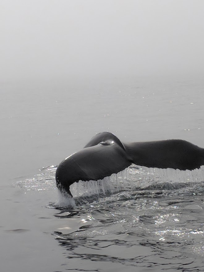 Whale tail cresting the ocean
